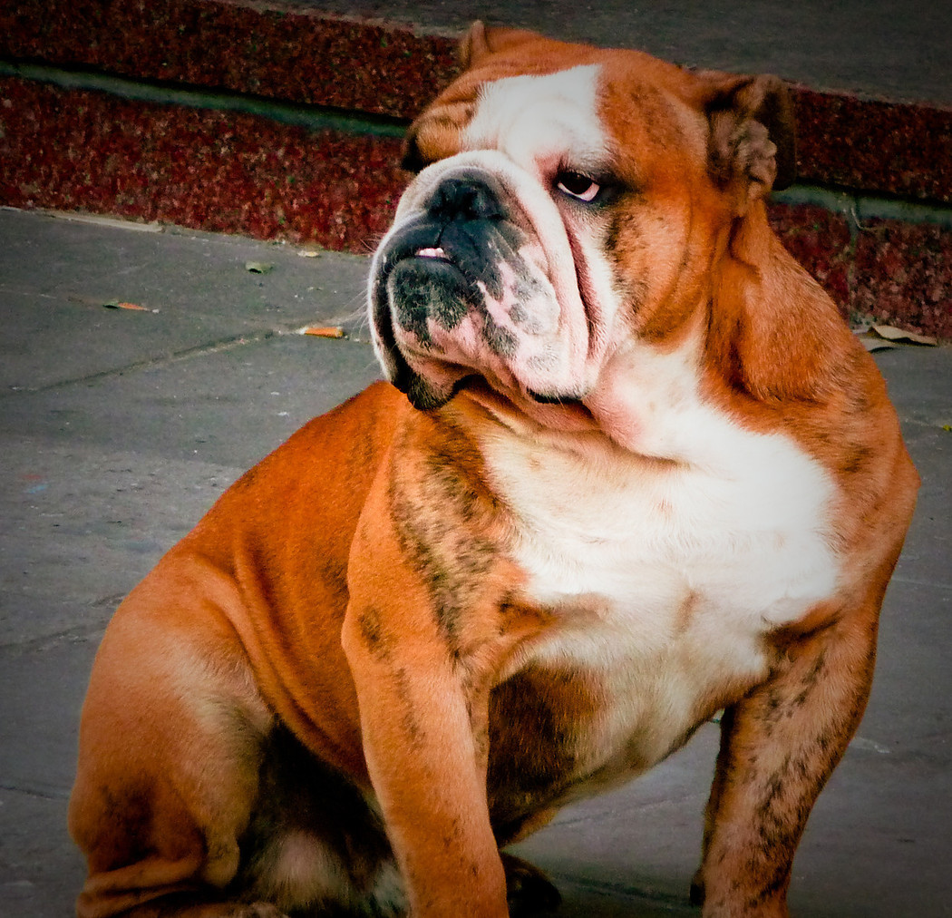 Bulldog-1050x1050