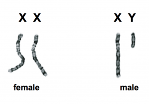 chromosomesdetermingmaleorfemale